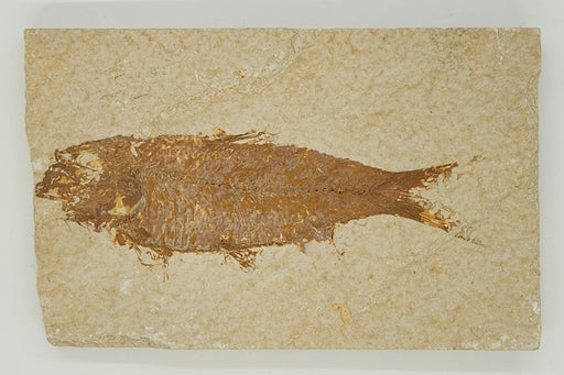 In Stone Fossils 
