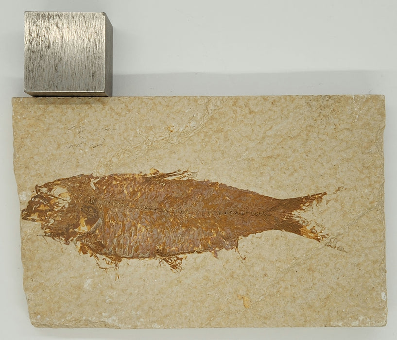4.25" Knightia eocaena | 100% Natural | Green River Formation | Wyoming