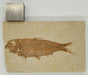 In Stone Fossils 