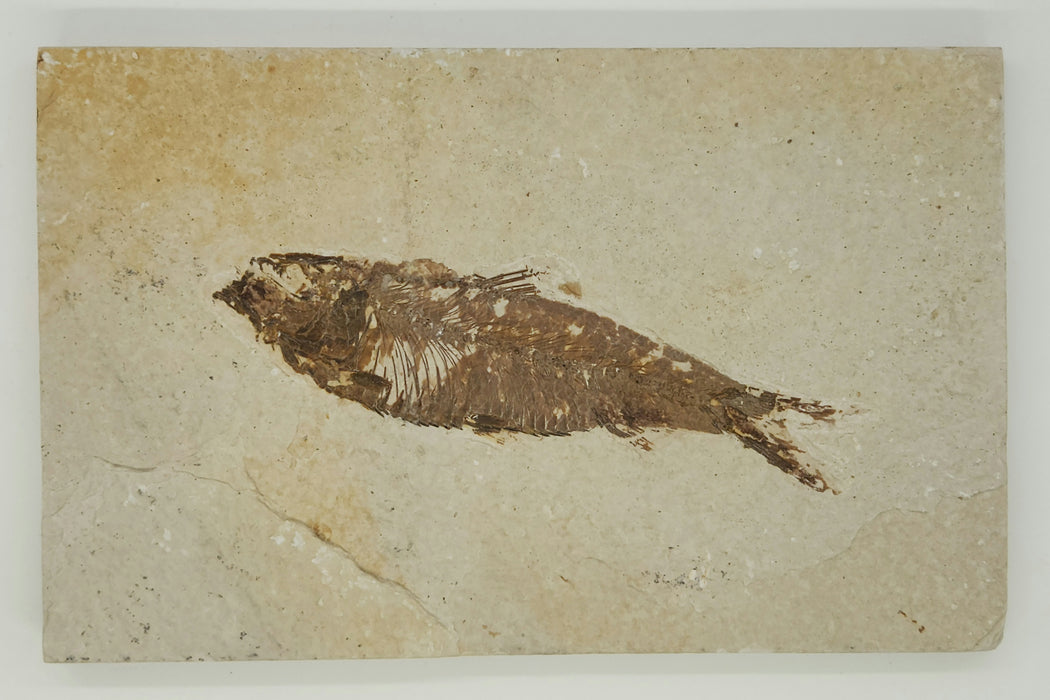 4.5" Knightia eocaena | 100% Natural | Green River Formation | Wyoming