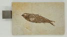 In Stone Fossils 