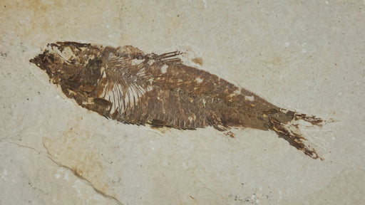 In Stone Fossils 