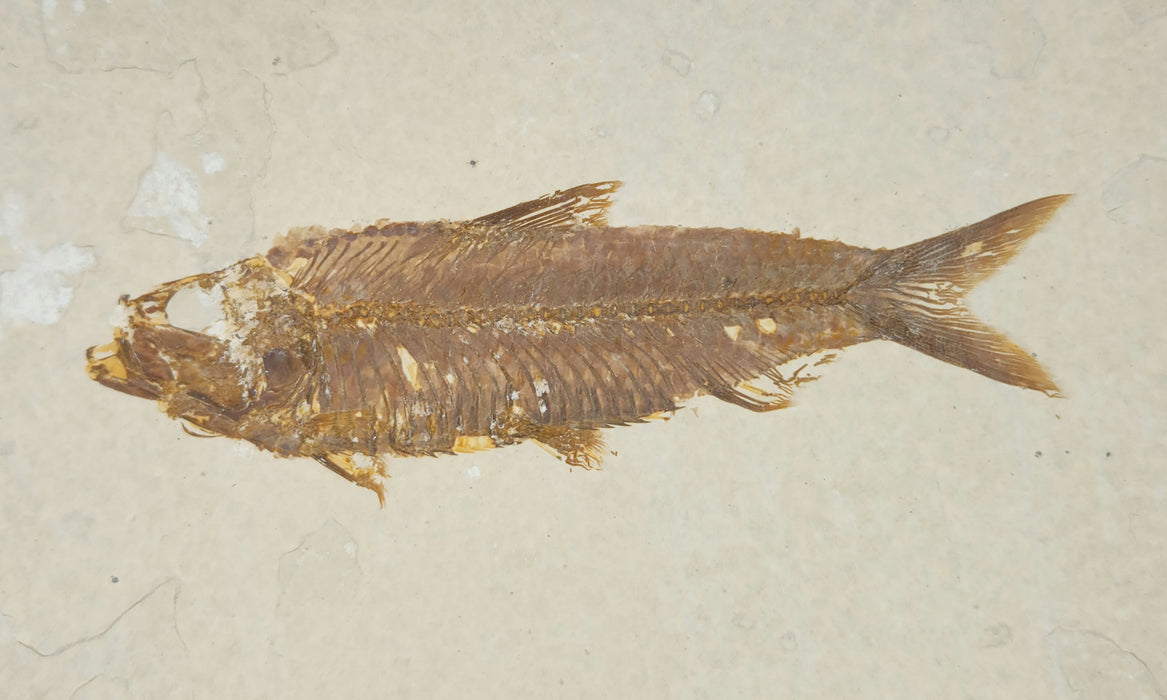 4" Knightia eocaena | 100% Natural | Green River Formation | Wyoming