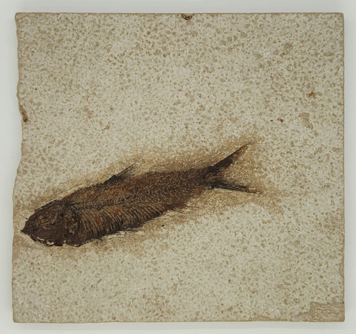 In Stone Fossils 