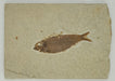 In Stone Fossils 
