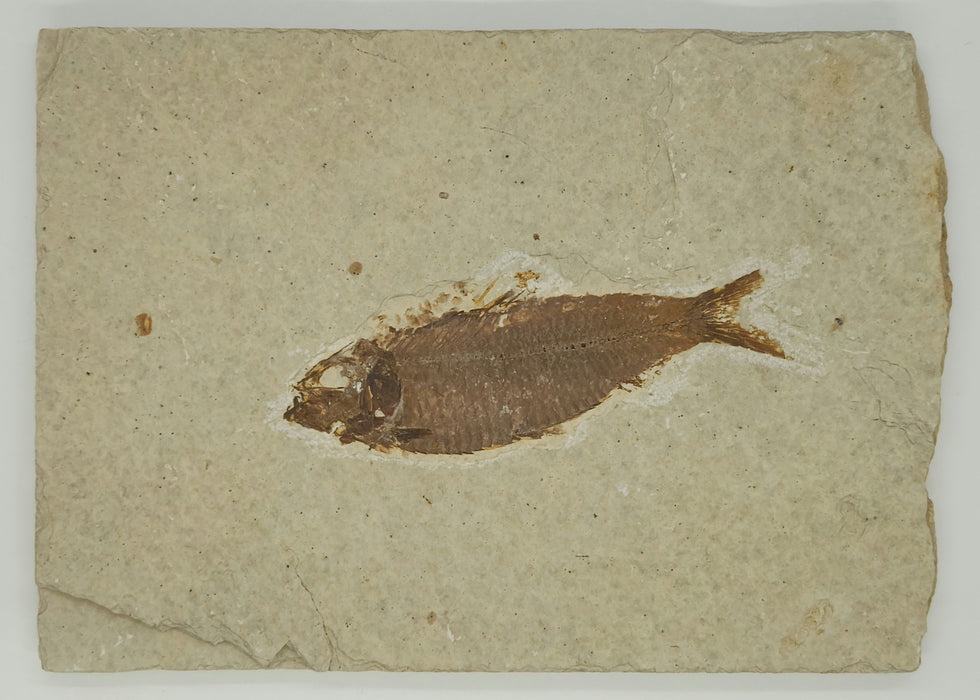 4" Knightia eocaena | 100% Natural | Green River Formation | Wyoming
