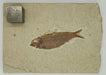 In Stone Fossils 