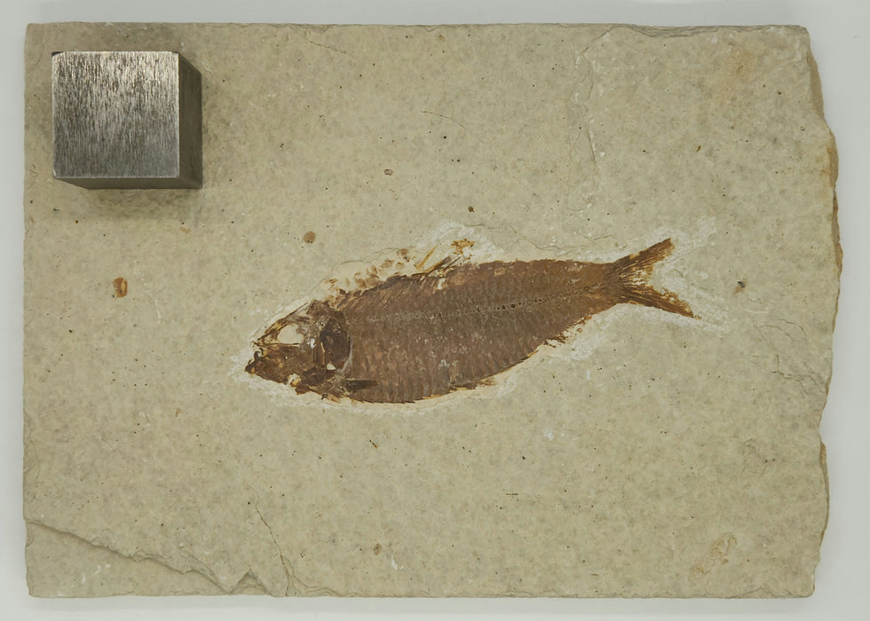 4" Knightia eocaena | 100% Natural | Green River Formation | Wyoming