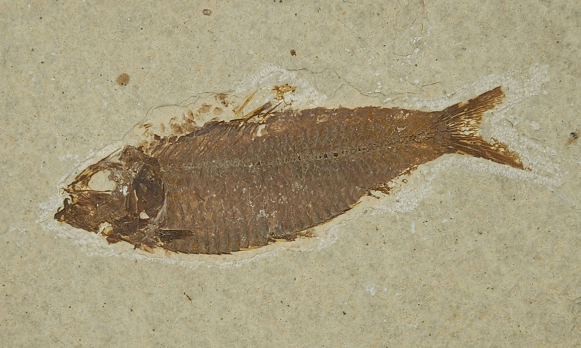 4" Knightia eocaena | 100% Natural | Green River Formation | Wyoming