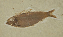 In Stone Fossils 