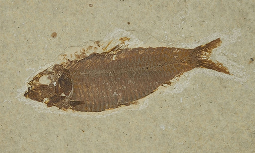In Stone Fossils 