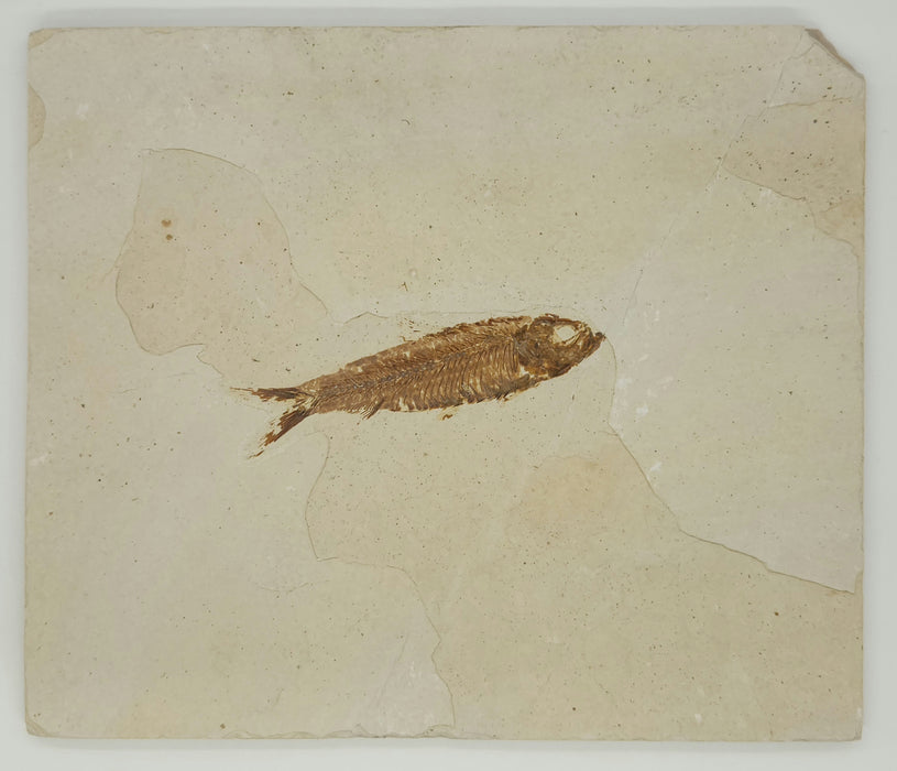 3.25" Knightia eocaena | 100% Natural | Green River Formation | Wyoming