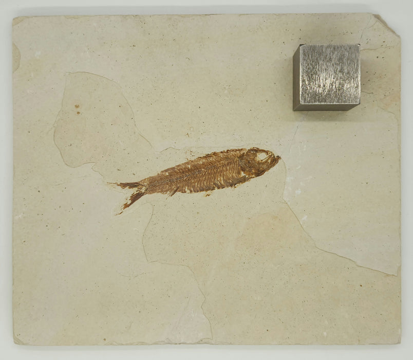 3.25" Knightia eocaena | 100% Natural | Green River Formation | Wyoming