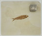 In Stone Fossils 