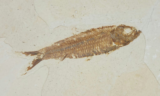 In Stone Fossils 