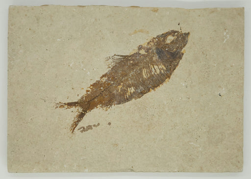In Stone Fossils 