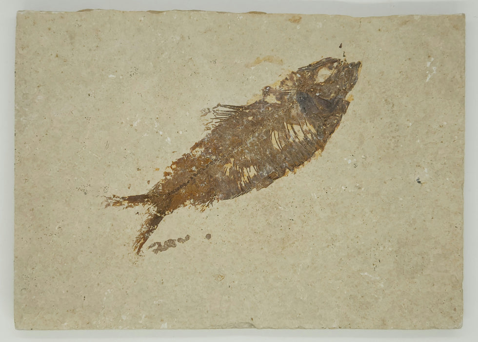 4.75" Knightia eocaena | 100% Natural | Green River Formation | Wyoming