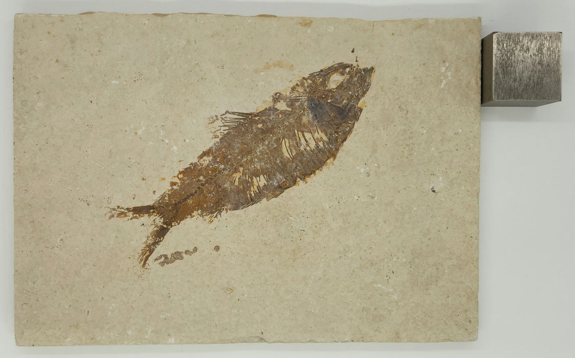 4.75" Knightia eocaena | 100% Natural | Green River Formation | Wyoming