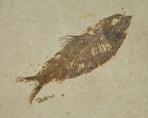 In Stone Fossils 