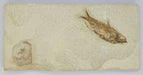 In Stone Fossils 