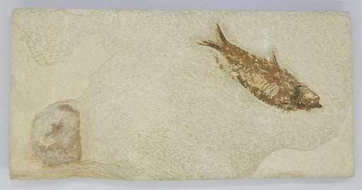 In Stone Fossils 