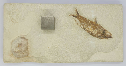 In Stone Fossils 