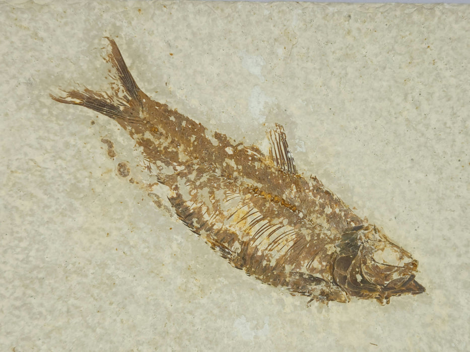 4" Knightia eocaena with Coprolite | 100% Natural | Green River Formation | Wyoming