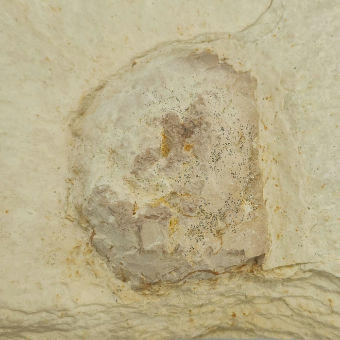 4" Knightia eocaena with Coprolite | 100% Natural | Green River Formation | Wyoming