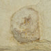 In Stone Fossils 