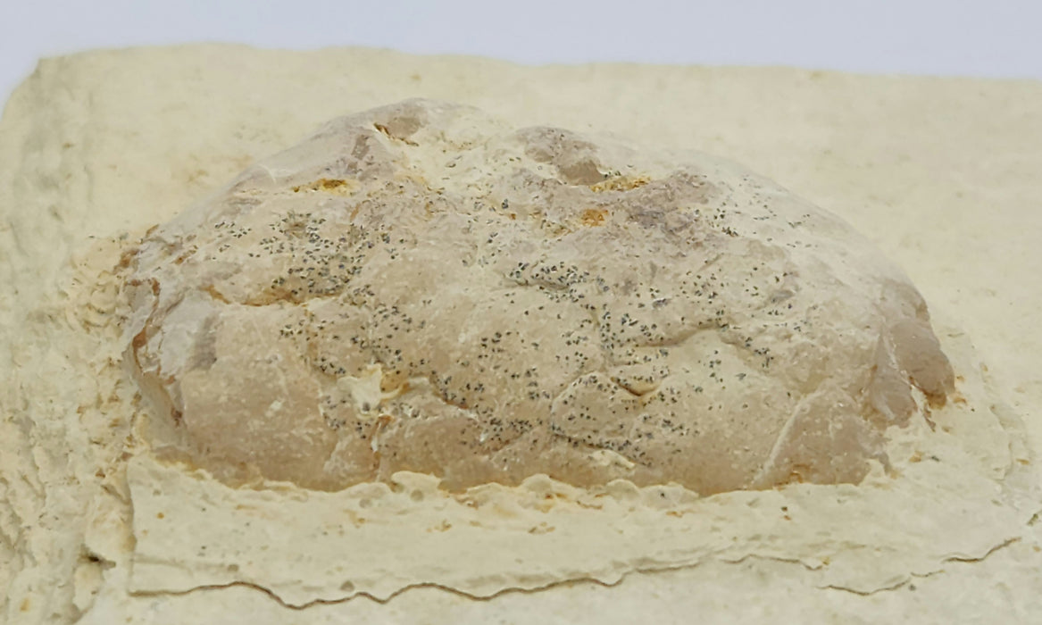 4" Knightia eocaena with Coprolite | 100% Natural | Green River Formation | Wyoming