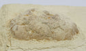 In Stone Fossils 