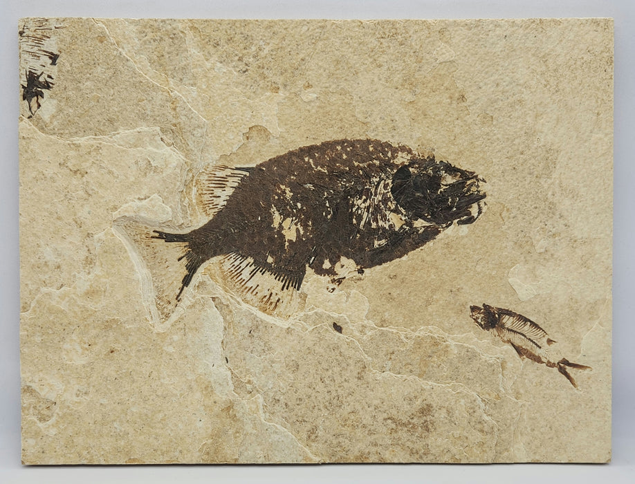 Phareodus testis and Knightia eocaena | 100% Natural | Green River Formation | Wyoming