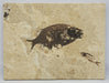 In Stone Fossils 