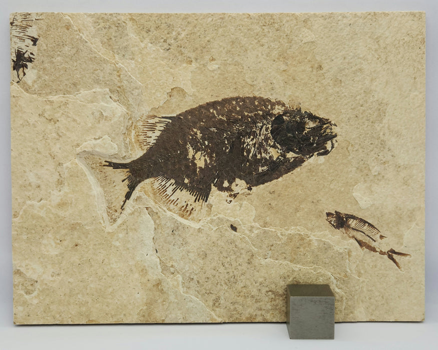Phareodus testis and Knightia eocaena | 100% Natural | Green River Formation | Wyoming