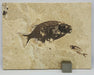In Stone Fossils 