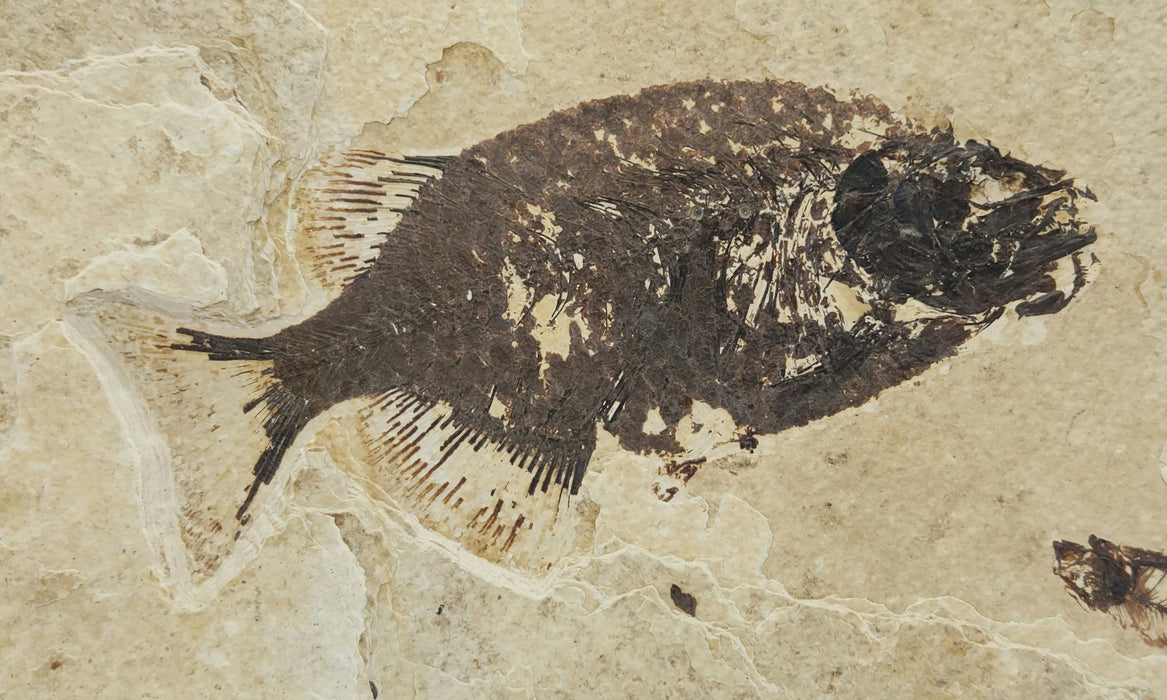 Phareodus testis and Knightia eocaena | 100% Natural | Green River Formation | Wyoming