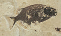 In Stone Fossils 