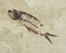 In Stone Fossils 