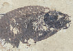 In Stone Fossils 
