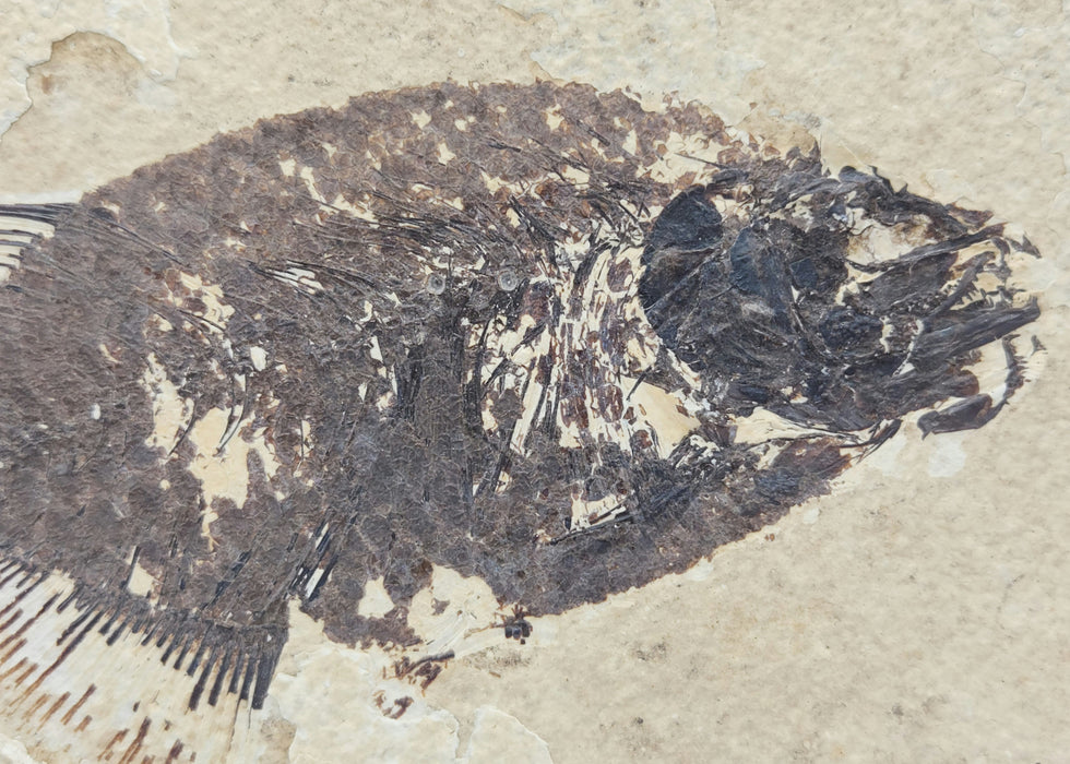 Phareodus testis and Knightia eocaena | 100% Natural | Green River Formation | Wyoming