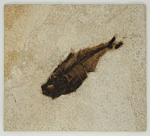 In Stone Fossils 