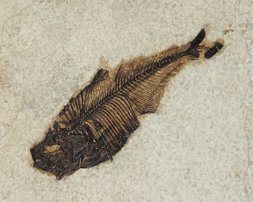 In Stone Fossils 