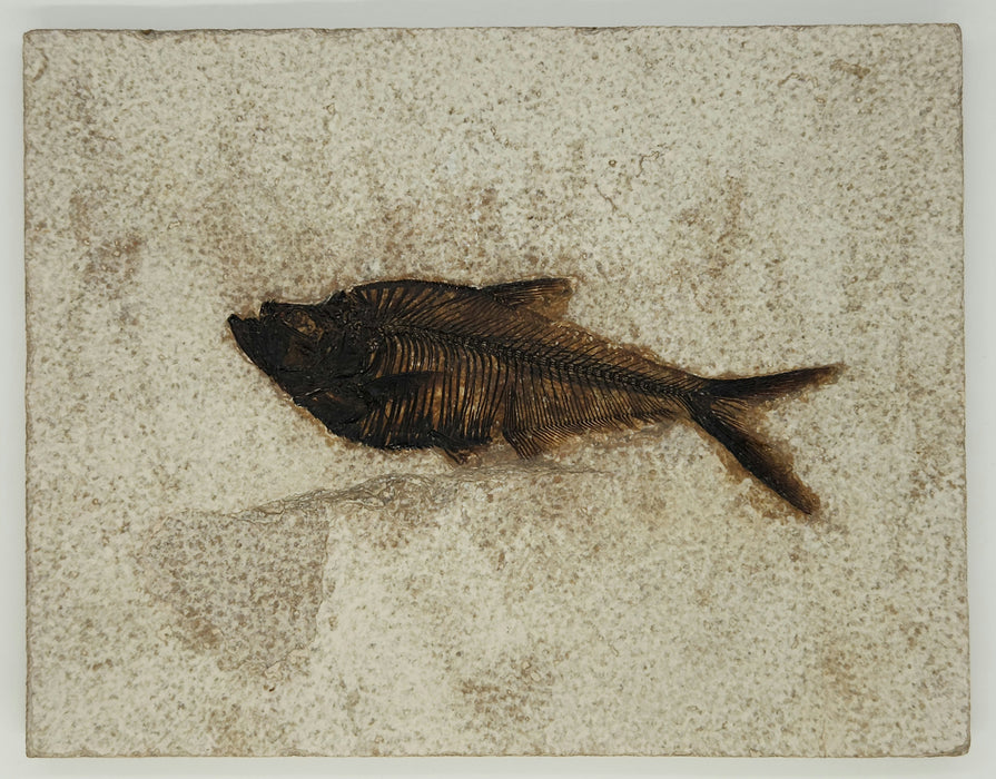 4.75" Diplomystus dentatus | Green River Formation | Wyoming