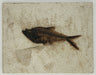 In Stone Fossils 