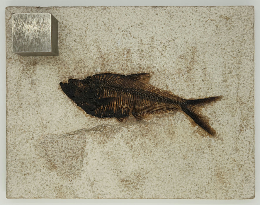 4.75" Diplomystus dentatus | Green River Formation | Wyoming