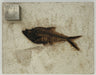 In Stone Fossils 