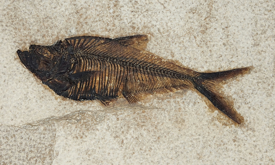 4.75" Diplomystus dentatus | Green River Formation | Wyoming