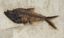 In Stone Fossils 