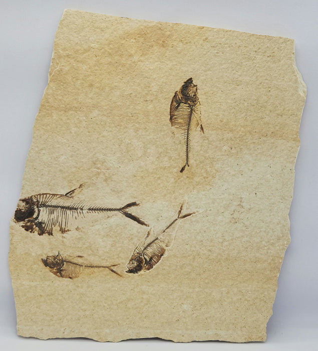 Quadruple Diplomystus dentatus | Green River Formation | Wyoming