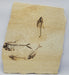 In Stone Fossils 